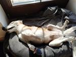 202003281517300000